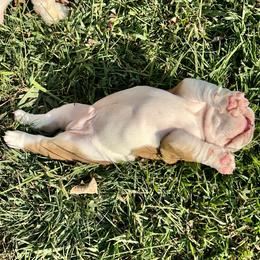 Bulldog Puppies from Moffitt Bulldogs