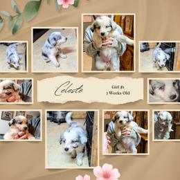 Australian Shepherd and Great Dane Puppies from AEW Farm