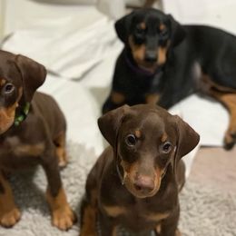 Doberman Pinschers and Great Danes from Whiskey Mac Dobermans