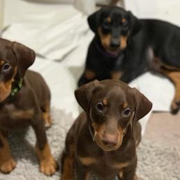 Doberman Pinschers and Great Danes from Whiskey Mac Dobermans