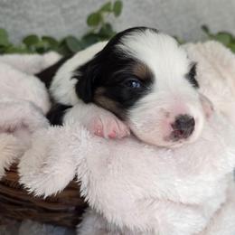 Snickers - Black tri-color male Australian Shepherd puppy in Summerville, South Carolina from Flowertown Aussies