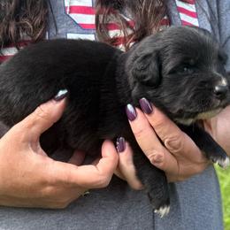 Syrax - Black & white female Australian Shepherd puppy in Kokomo, Indiana from North Central Aussies
