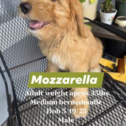 Mozzarella boy 10 - Red male Bernedoodle puppy in Tampa, Florida from TOP NOTCH PUPS- BERNEDOODLE BREEDER