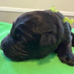 Boy 1 - Black male German Shepherd puppy in Valley Springs, South Dakota from Von Pasch German Shepherds