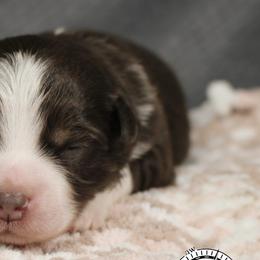 Miniature American Shepherds and Miniature Australian Shepherds from Integrity Aussies Tx