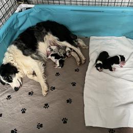 Border Collie Puppies from Roaring River Border Collies