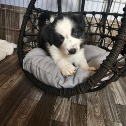 Relic - Black and white male Border Collie puppy in Ocala, Florida from Oddity Kennels
