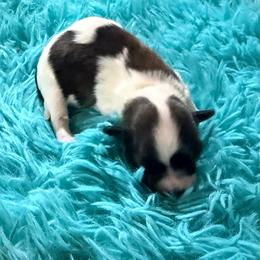 Emmett - Cream male Havanese puppy in Laurel, Indiana from Honey-Bee Home Havanese