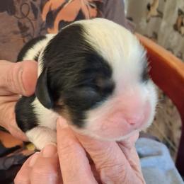Mean yellow color, Bentley - Tri-color male Cavalier King Charles Spaniel puppy in Colorado Springs, Colorado from True Love Colorado Cavalier King Charles Spaniels