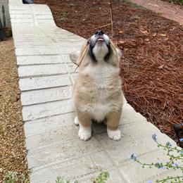 Pembroke Welsh Corgi Puppies from Dalton Family Corgis