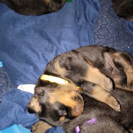 Rottweiler Puppies from Von Haus of Pearl