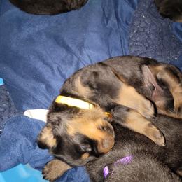 Rottweiler Puppies from Von Haus of Pearl