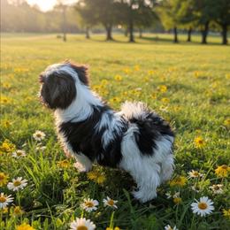 Arkle - Black and white male Havanese puppy in Anderson, South Carolina from Moe's Goldens and HavAntics