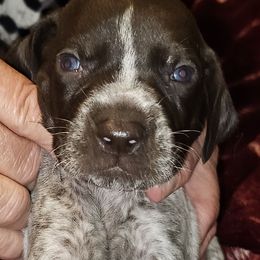 E - White and liver male German Shorthaired Pointer puppy in Glendive, Montana from Lazy Hearts Kennel