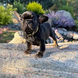 Andy  from ofa'd parents - Black and tan male French Bulldog puppy in Billings, Montana from Montana Made Frenchies
