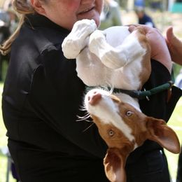 Ibizan Hounds and Manchester Terriers from Ahram Ibizan Hounds and Manchester Terriers