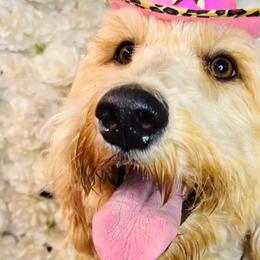 Aussiedoodles, Goldendoodles, and Labradoodles from Loyal Doodles