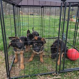 German Shepherd Puppies from End of the Trail Farm & Kennels