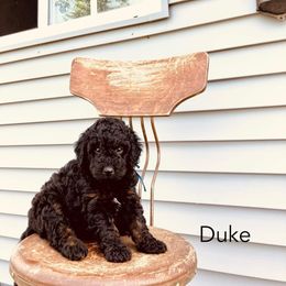 Duke - Black and white male Bernedoodle puppy in Spring Valley, Wisconsin from Filipiak Breeders