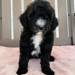 Callie - Sable female Goldendoodle puppy in Auburn, Indiana from Martin’s Doodles