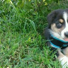 Australian Shepherd and Miniature Australian Shepherd Puppies from Holly Spring Farm Australian Shepherds