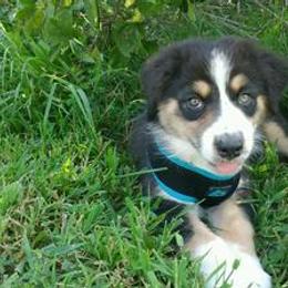 Australian Shepherd and Miniature Australian Shepherd Puppies from Holly Spring Farm Australian Shepherds
