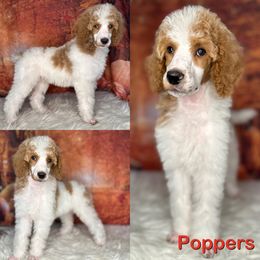 Poppers - Red  Poodle puppy in Swansboro, North Carolina from Monarch Standard Poodles