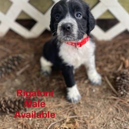 Rigatoni - Black and white male English Springer Spaniel puppy in Hudson, Michigan from Picky’s Puppies