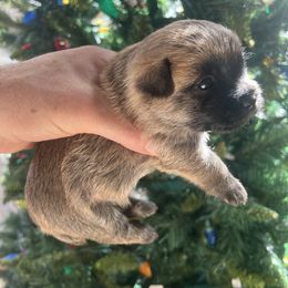 Cairn Terrier Puppies from Shining Waters Farm