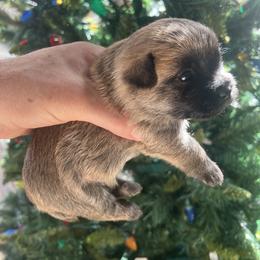 Cairn Terrier Puppies from Shining Waters Farm