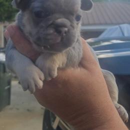 Lilac and tan male - Liver male French Bulldog puppy in Tuscaloosa, Alabama from J & J classic frenchies
