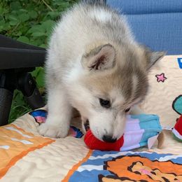 Siberian Husky Puppies from Canace Siberians
