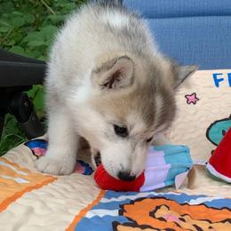 Siberian Husky Puppies from Canace Siberians