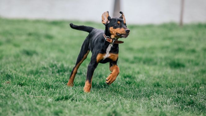 Transylvanian Hound