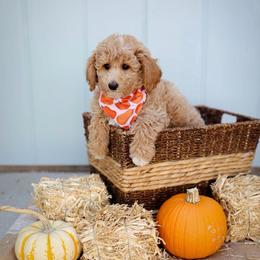 Hawk - Red  male Goldendoodle puppy in Boise, Idaho from Goldendoodle Baby