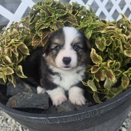Raptor Blue (FLUFFY) - Black and tan male Pembroke Welsh Corgi puppy in Valley, Washington from Enchanted Valley Paws