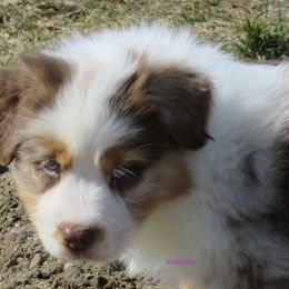 Australian Shepherd Puppies from Parsons Australian Shepherds