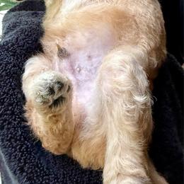 MONEY GREEN BOY - Apricot male Poodle puppy in Porter, Texas from KD's Luxury Nursery
