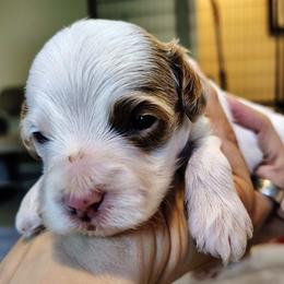 Edward - Parti male Goldendoodle puppy in Bountiful, Utah from Red Brick Doodles
