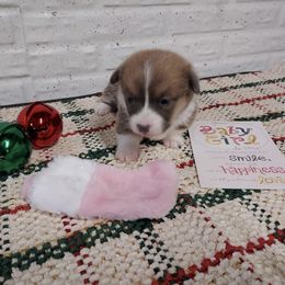 Girl 2 - Red female Pembroke Welsh Corgi puppy in Tucson, Arizona from Sierrita Mountain Corgis