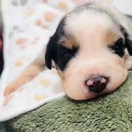 Hardy - Blue merle male Australian Shepherd puppy in Mckenzie, Tennessee from Whispering Iris Aussies