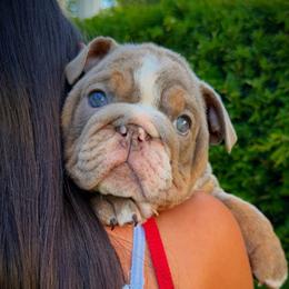 Orange - Lilac tri-color female Bulldog puppy in Seattle, Washington from Authentic Bullys