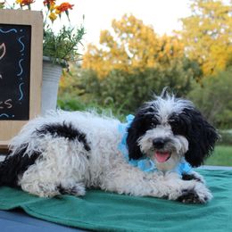 Duke - Black and white male Aussiedoodle puppy in Hopkins, Missouri from Mowry Creek Mini Aussiedoodles and More