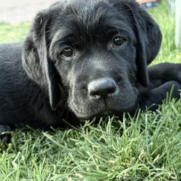 Labrador Retriever Puppies from Heather Luis
