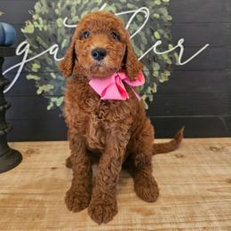 Pink female - Red  female Goldendoodle puppy in Haughton, Louisiana from Bailey’s Cajun Canines