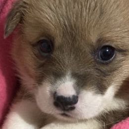 Miniature Australian Shepherds and Pembroke Welsh Corgis from Geri's Dogs