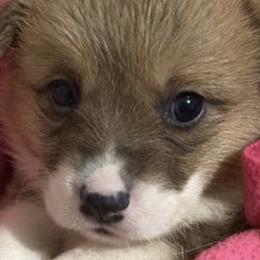 Miniature Australian Shepherds and Pembroke Welsh Corgis from Geri's Dogs