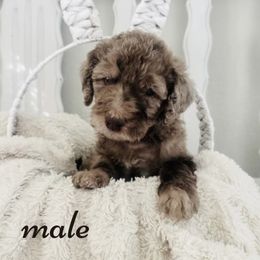 Labradoodle Puppies from Maple’s Doodles