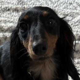 Athena - Dachshund
