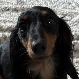 Athena - Dachshund